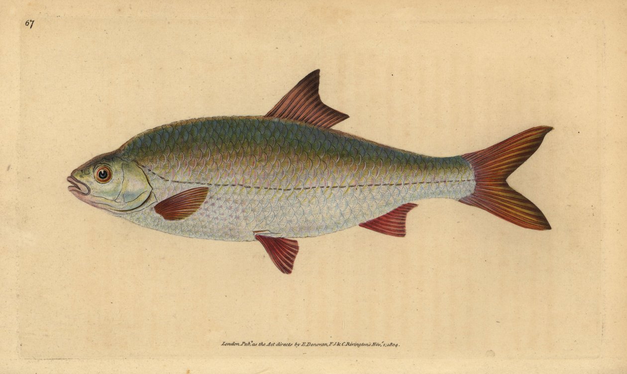 Roach, Rutilus rutilus (Cyprinus ritulus). Håndfarvet kobberplade tegnet og indgraveret af Edward Donovan fra hans Natural History of British Fishes, Donovan og F.C. og J. Rivington, London af Edward Donovan
