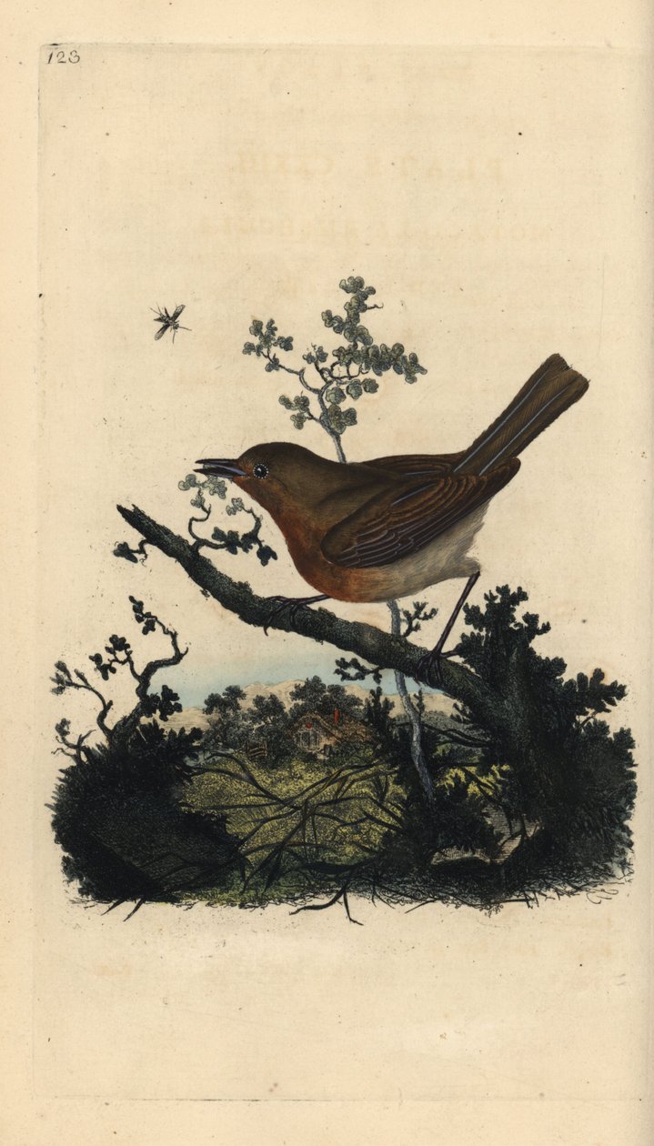 Robin Redbreast, Erithacus Rumecula. Håndfarvet kobberplade trukket og indgraveret af Edward Donovan fra sin egen "naturlige historie med britiske fugle" af Edward Donovan