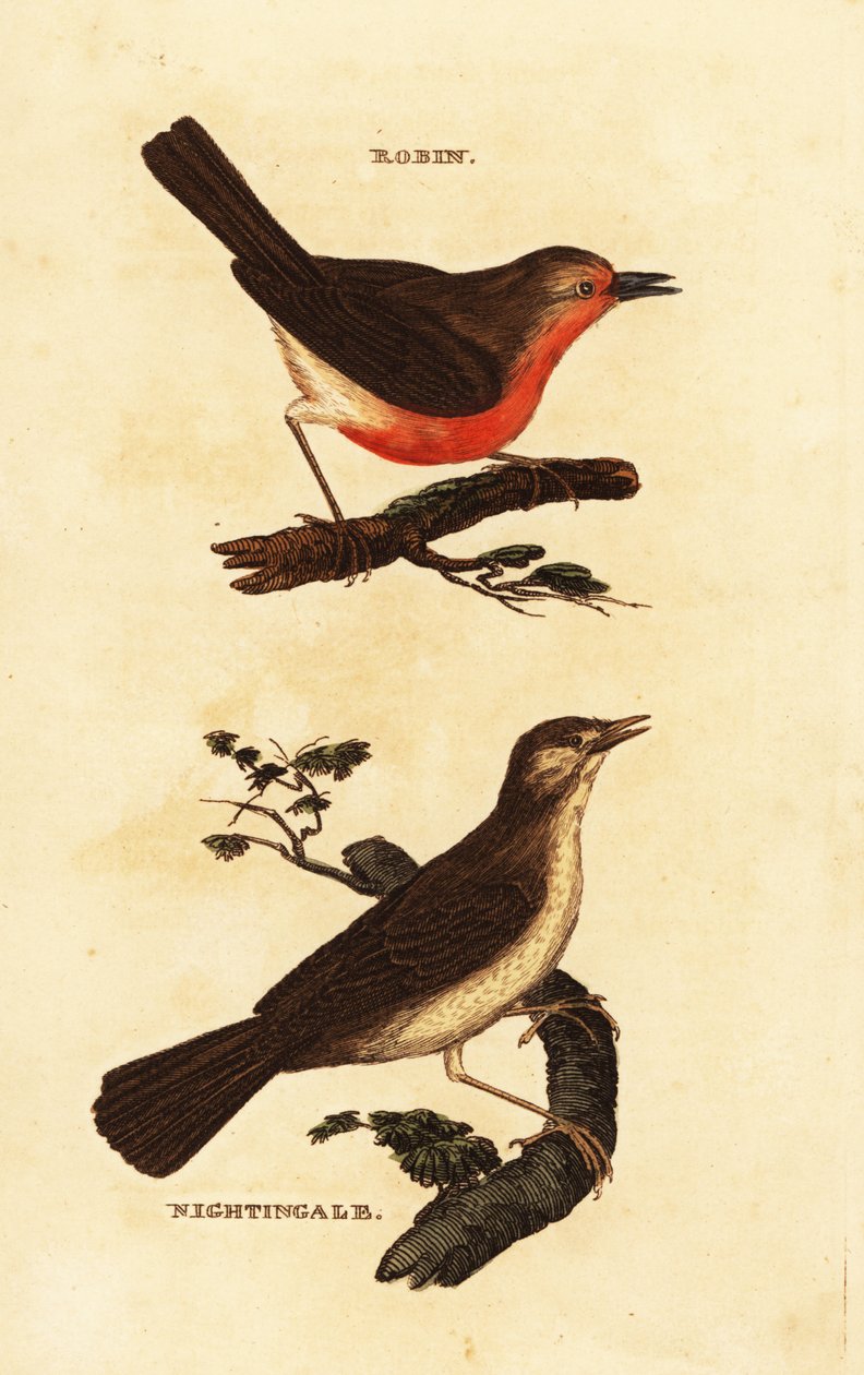 Robin rødbryst, Erithacus rubecula og nattergal, Luscinia megarhynchos af Edward Donovan