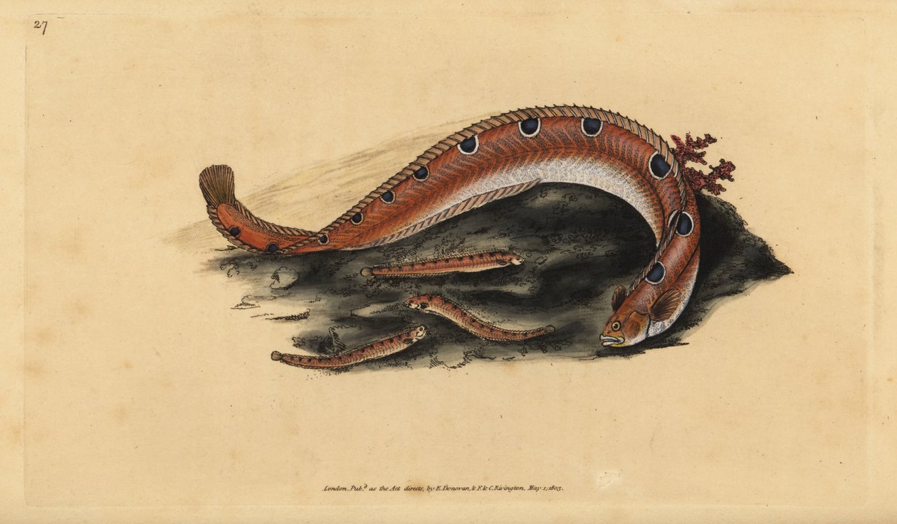 Stengevær, Pholis gunnellus (Plettet blenny eller smørfisk, Blennius gunnellus). Håndfarvet kobberplade tegnet og indgraveret af Edward Donovan fra hans Natural History of British Fishes, Donovan og F.C. og J. Rivington, London af Edward Donovan