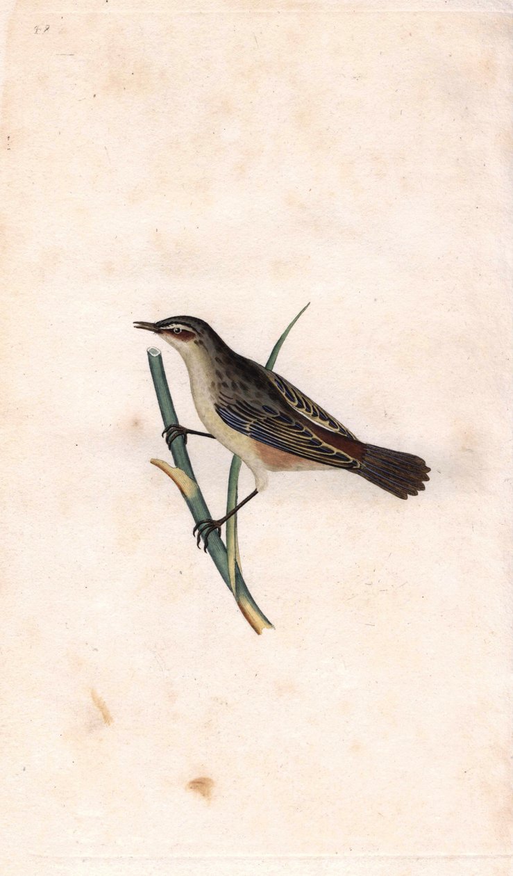 Rod phragmite. Acrocephalus schoenobaenus (Motacilla salicaria). Kobberstik af Edward Donovan (1768-1837), udgivet i Natural History of British Birds, London af Edward Donovan