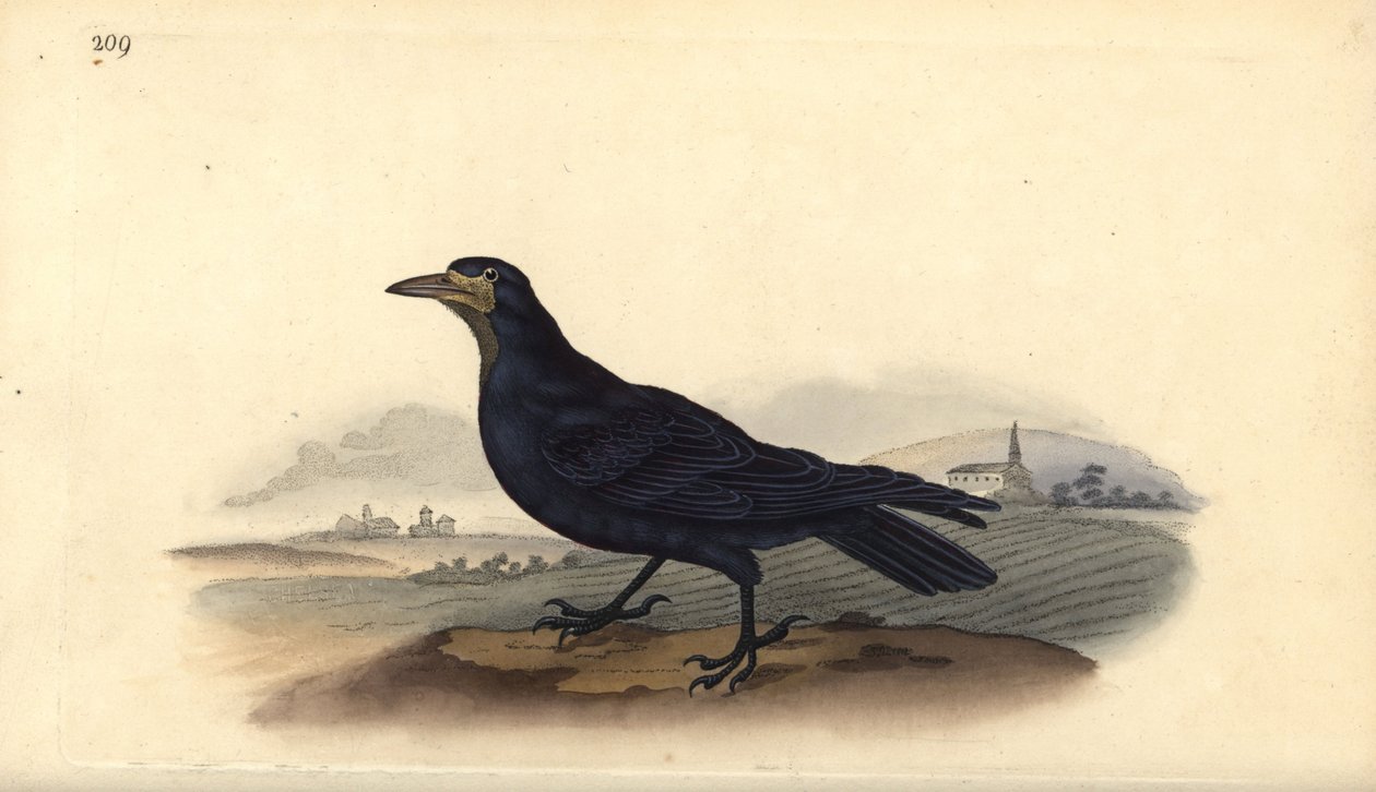 Rook, Corvus frugilegus. Håndfarvet kobberplade tegnet og graveret af Edward Donovan fra hans egen "Natural History of British Birds," London af Edward Donovan