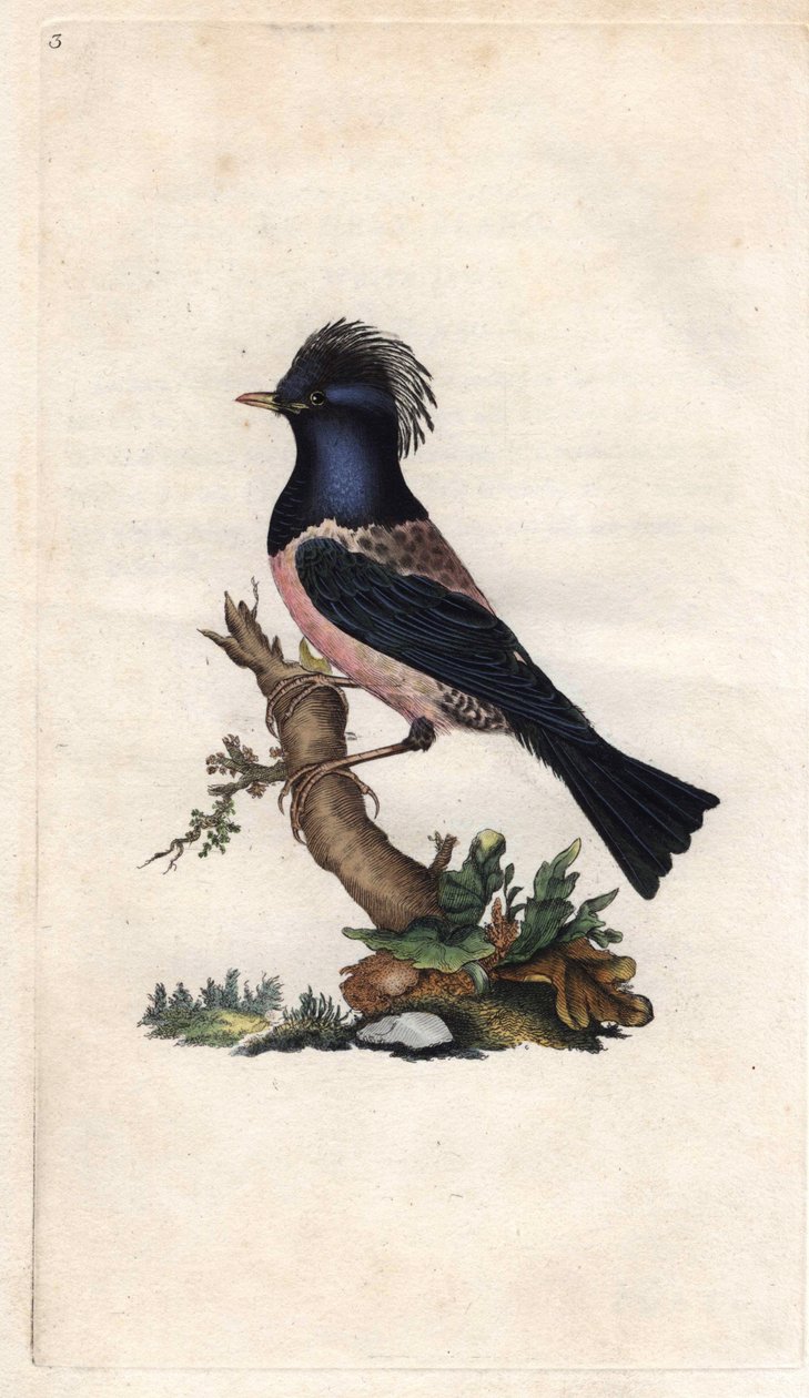 Stærfink. Sturnus roseus (Turdus roseus). Kobberstik af Edward Donovan (1768-1837), udgivet i Natural History of British Birds, London af Edward Donovan