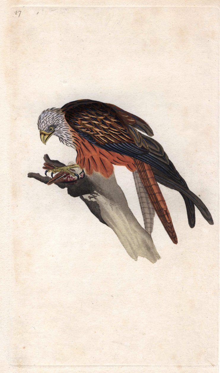 Royal Milano. Milvus milvus (Falco milvus). Kobberstik af Edward Donovan (1768-1837), udgivet i Natural History of British Birds, London af Edward Donovan