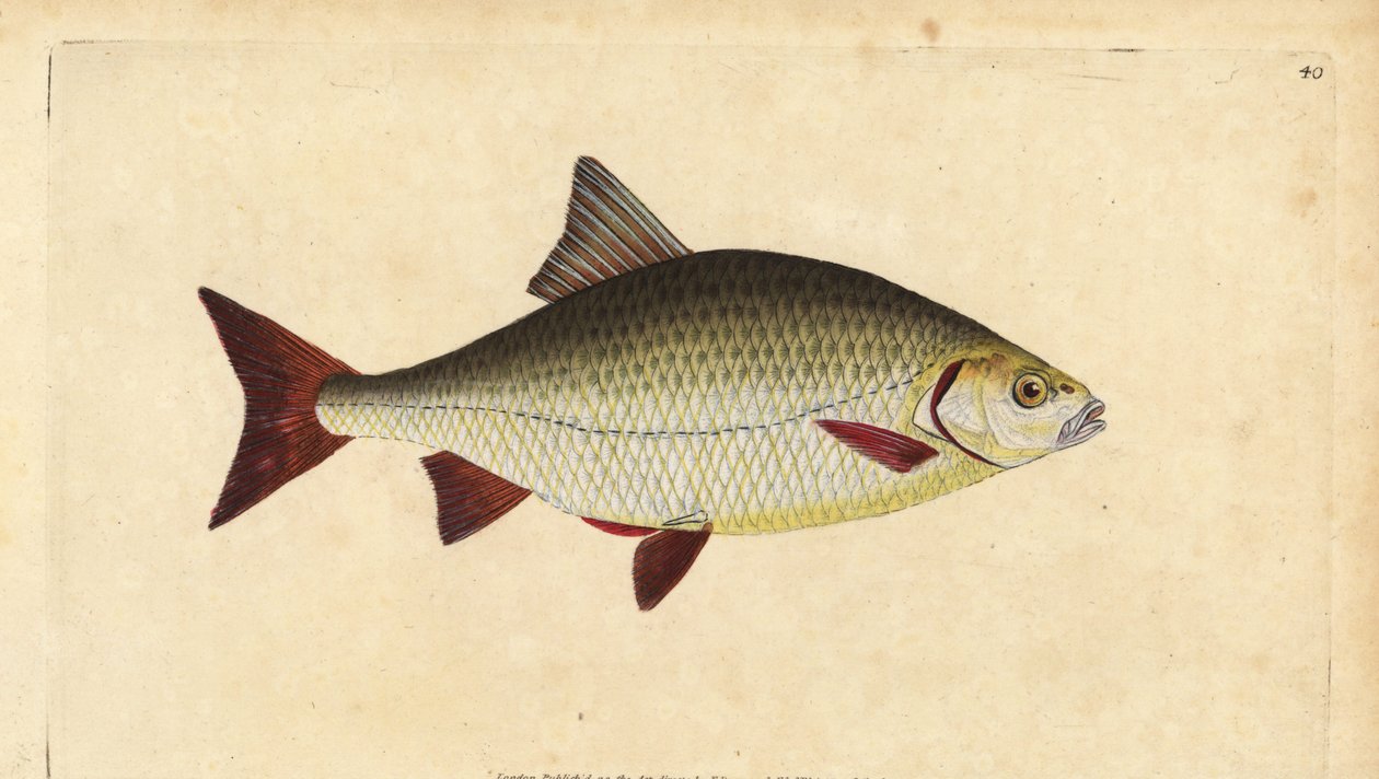 Rudd, Scardinius erythrophthalmus (Røde øjne, Cyprinus erythrophthalmus). Håndfarvet kobberplade tegnet og indgraveret af Edward Donovan fra hans Natural History of British Fishes, Donovan og F.C. og J. Rivington, London af Edward Donovan