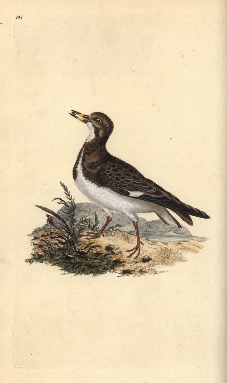 Rødmosset vendesten, Arenaria fortolker. Håndfarvet kobberplade tegnet og graveret af Edward Donovan fra hans egen "Natural History of British Birds," London af Edward Donovan