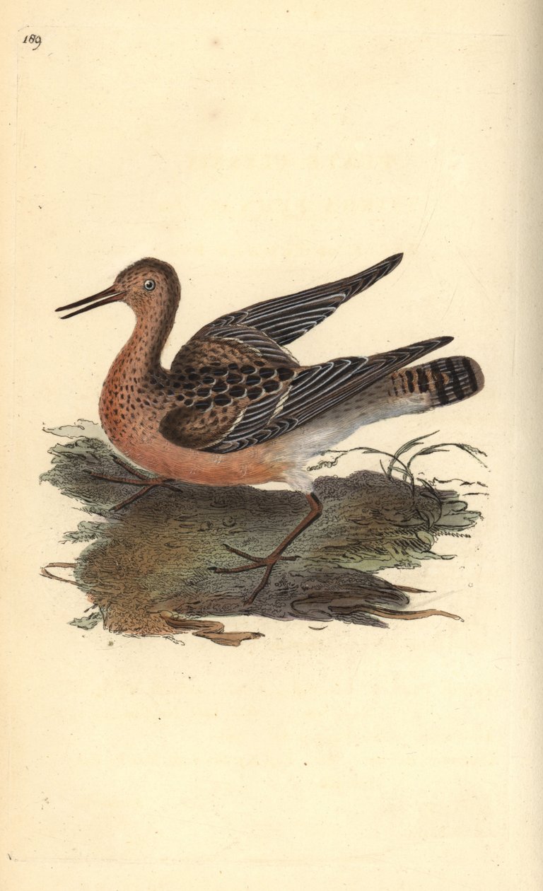Ruff, Philomachus pugnax, hun. Håndfarvet kobberplade tegnet og graveret af Edward Donovan fra hans egen "Natural History of British Birds," London af Edward Donovan