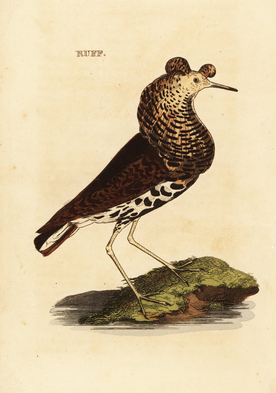 Ruff, syg, Philomachus aggressiv af Edward Donovan