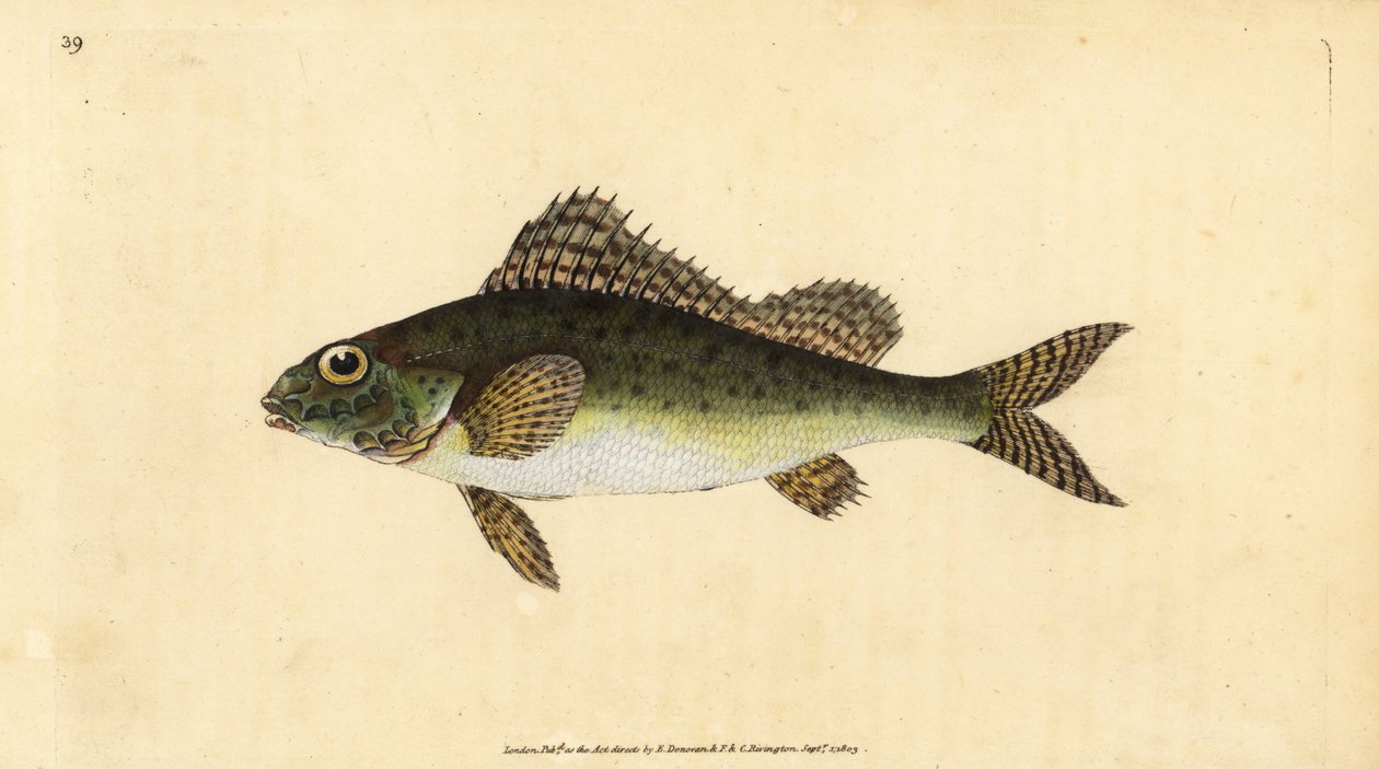 Ruffe, Gymnocephalus cernua (Perca cernua). Håndfarvet kobberplade tegnet og indgraveret af Edward Donovan fra hans Natural History of British Fishes, Donovan og F.C. og J. Rivington, London af Edward Donovan