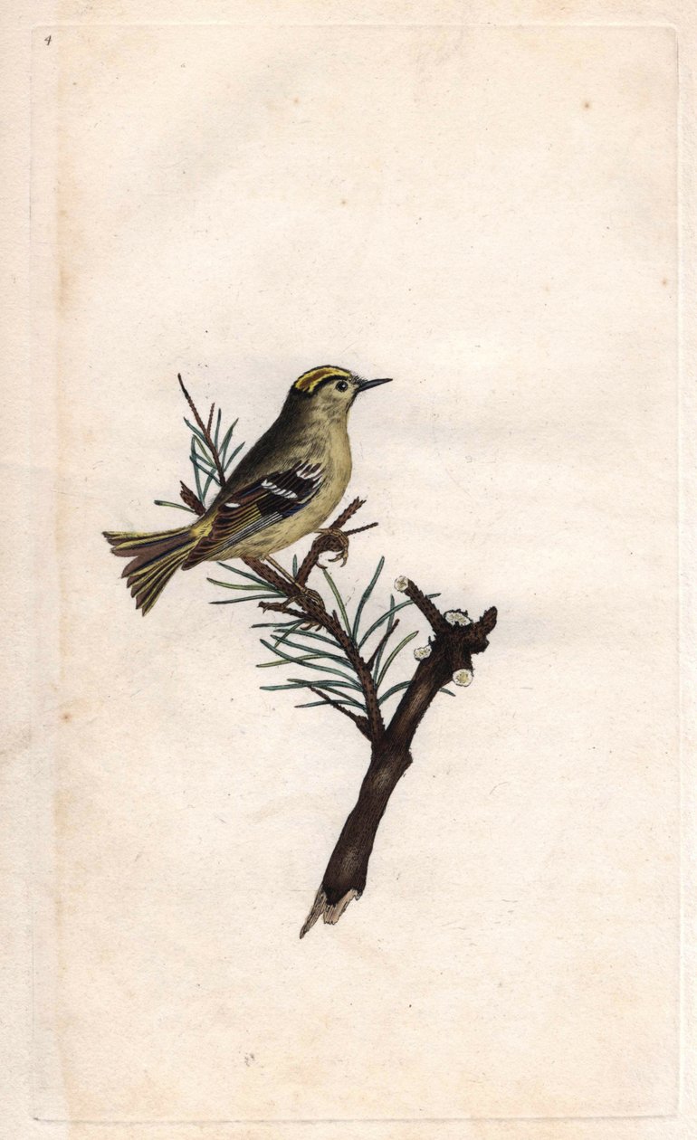 Ruppe Konge. Regulus regulus (Motacilla regulus). Kobberstik af Edward Donovan (1768-1837), udgivet i Natural History of British Birds, London af Edward Donovan