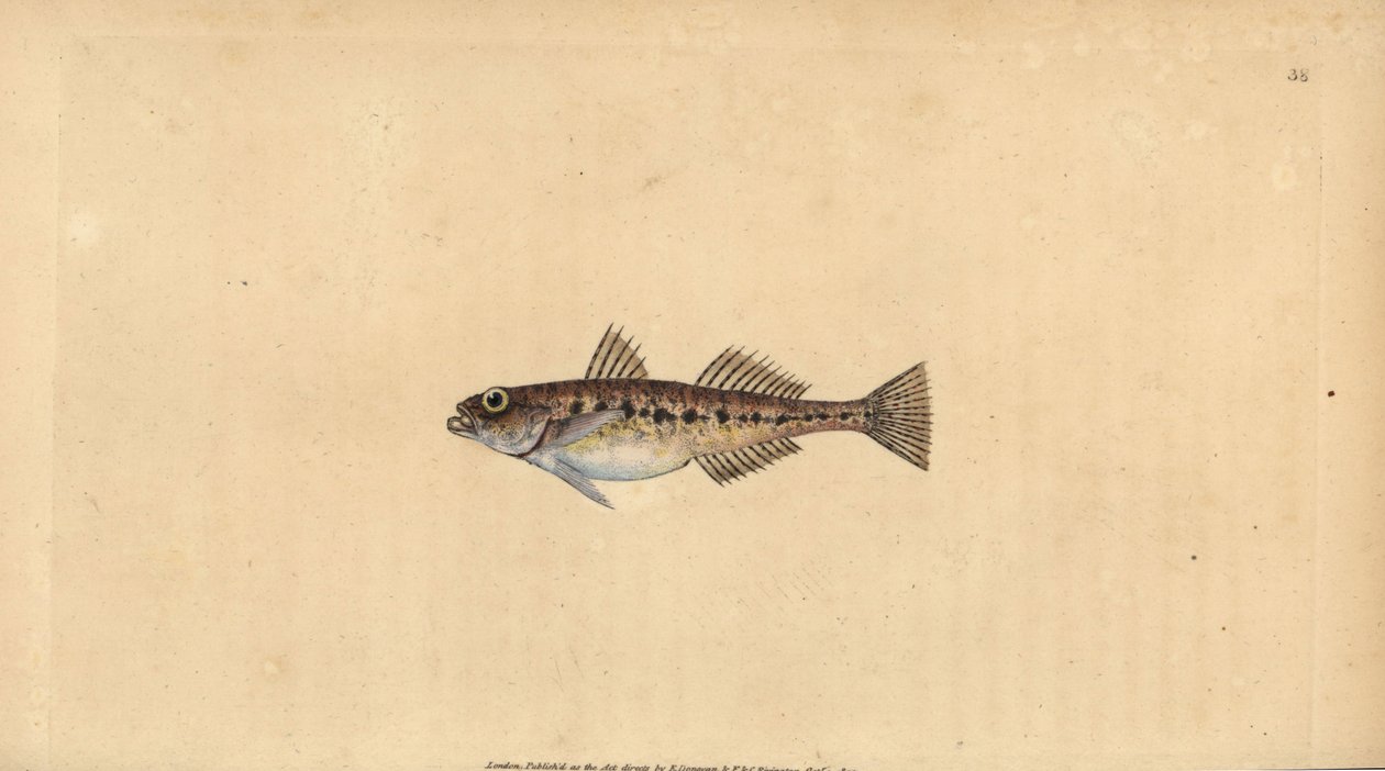 Sandkutling, Pomatoschistus minutus (Plettet kutling, Gobius minutus). Håndfarvet kobberplade tegnet og indgraveret af Edward Donovan fra hans Natural History of British Fishes, Donovan og F.C. og J. Rivington, London af Edward Donovan