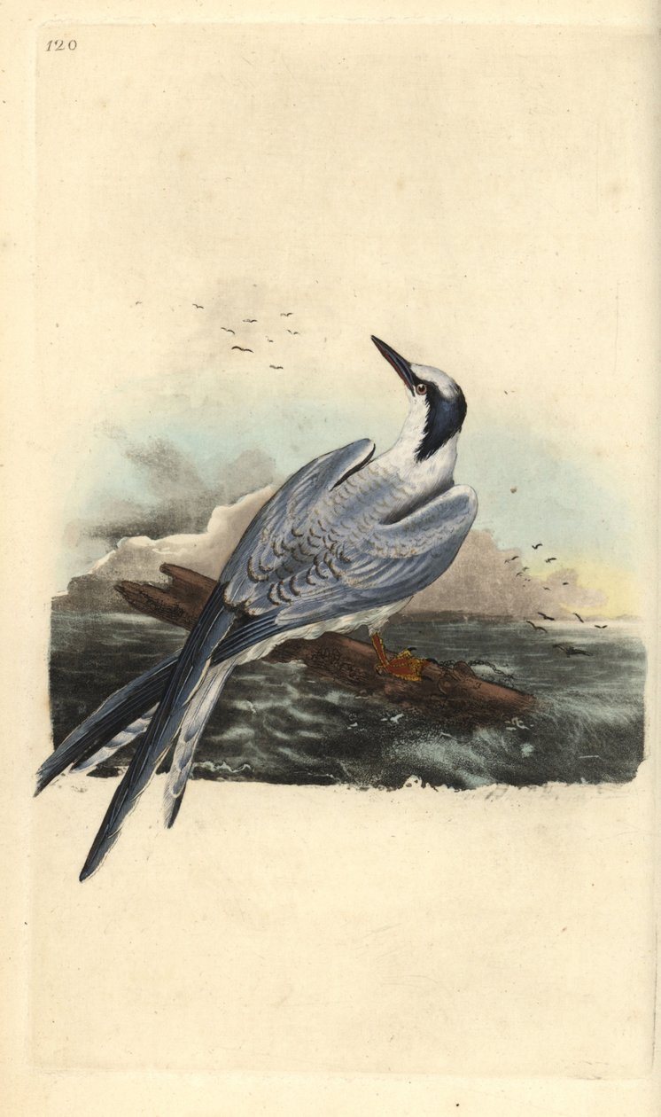 Sandwichterne, Thalasseus sandvicensis. Håndfarvet kobberplade tegnet og graveret af Edward Donovan fra hans egen "Natural History of British Birds," London af Edward Donovan