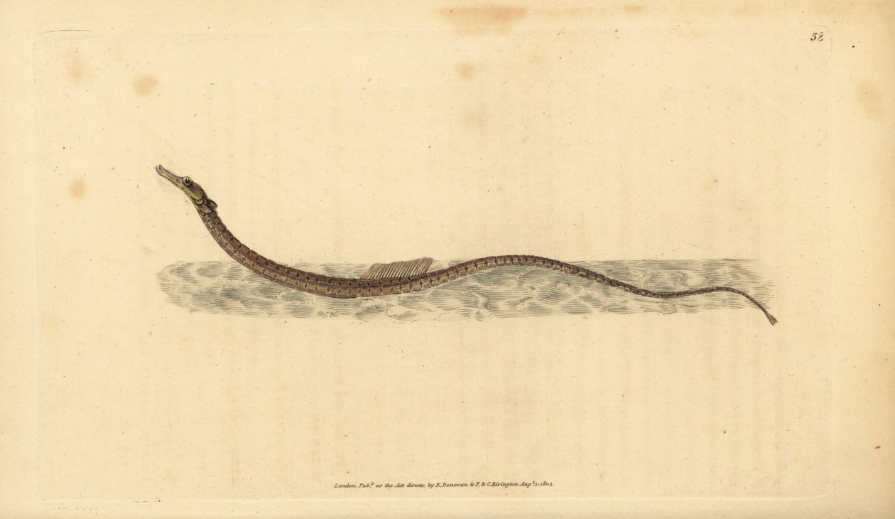 Sargassum pibefisk eller pelagisk pibefisk. Håndfarvet kobberplade tegnet og indgraveret af Edward Donovan fra hans Natural History of British Fishes, Donovan og F.C. og J. Rivington, London af Edward Donovan