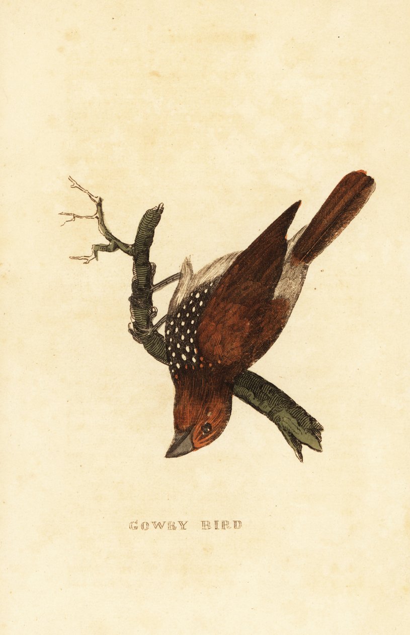 skællende muna eller plettet munia, Lonchura punctulata af Edward Donovan
