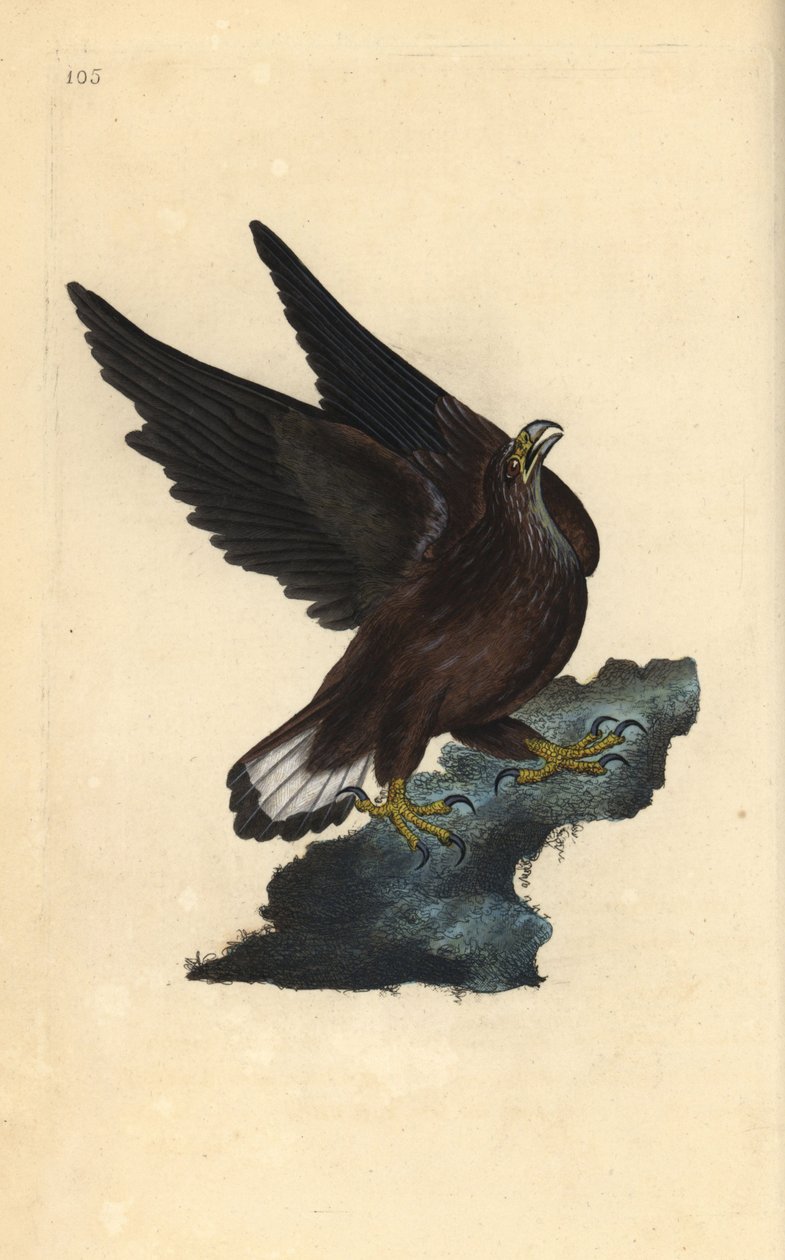 Havørn, Haliaeetus albicilla. Håndfarvet kobberplade tegnet og graveret af Edward Donovan fra hans egen "Natural History of British Birds," London af Edward Donovan