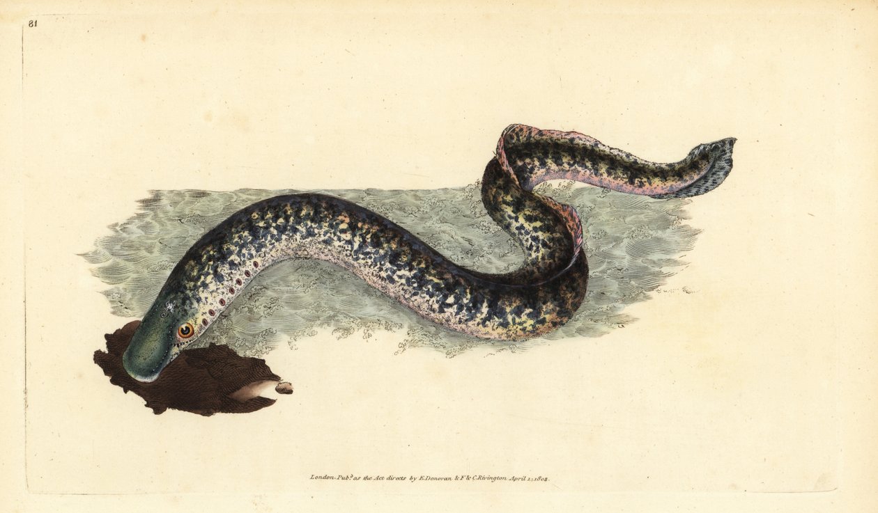 Havlampret, Petromyzon marinus (havlampret eller plettet lampret). Håndkoloreret kobberstik tegnet og graveret af Edward Donovan fra hans Natural History of British Fishes, Donovan and F.C. and J. Rivington, London af Edward Donovan