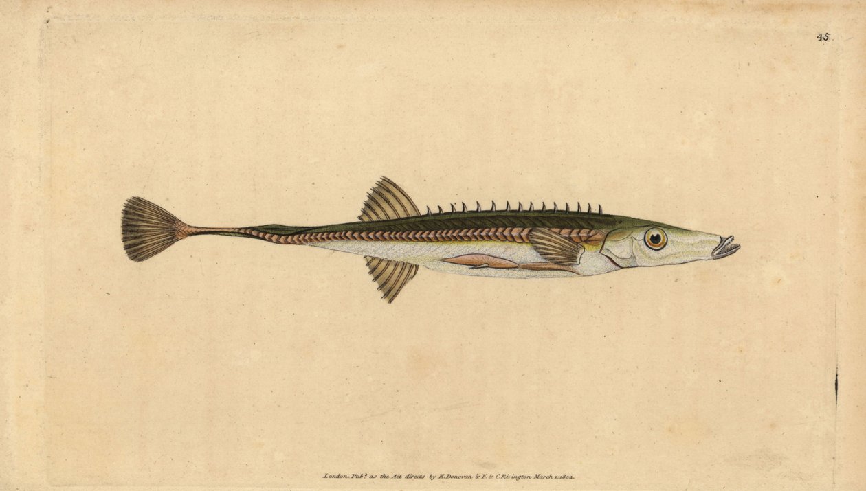 Havstikleback, Spinachia spinachia (Femten-pigget stickleback, Gasterosteus spinachia). Håndfarvet kobberplade tegnet og indgraveret af Edward Donovan fra hans Natural History of British Fishes, Donovan og F.C. og J. Rivington, London af Edward Donovan