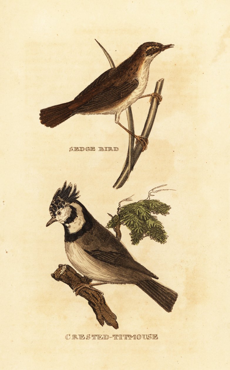 Hvidsanger, Acrocephalus schoenobaenus og europæisk kammejse, Lophophanes cristatus af Edward Donovan