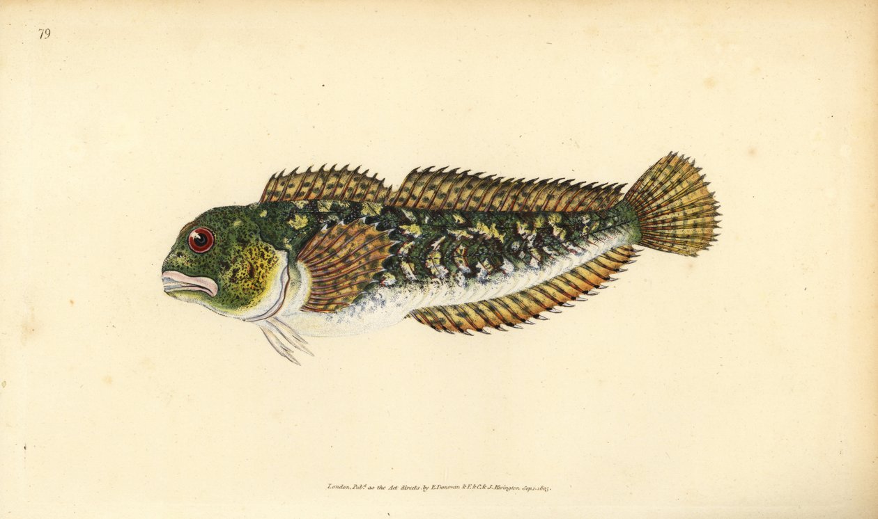 Shanny, Lipophrys pholis (Glad blenny, Blennius pholis). Håndfarvet kobberplade tegnet og indgraveret af Edward Donovan fra hans Natural History of British Fishes, Donovan og F.C. og J. Rivington, London af Edward Donovan