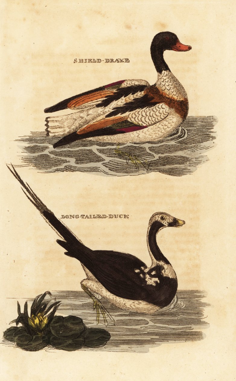 Shelduck, Tadorna tadorna og langhaleand, Clangula hyemalis af Edward Donovan