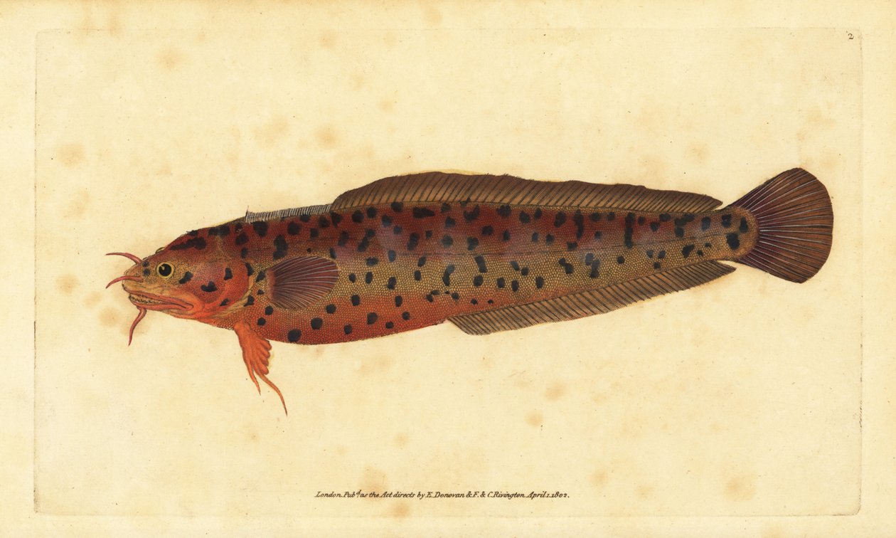 Kystgylle, Gaidropsarus mediterraneus (Treskægget torsk eller klippe, Gadus tricirratus). Håndfarvet kobberplade tegnet og indgraveret af Edward Donovan fra hans Natural History of British Fishes, Donovan og F.C. og J. Rivington, London af Edward Donovan