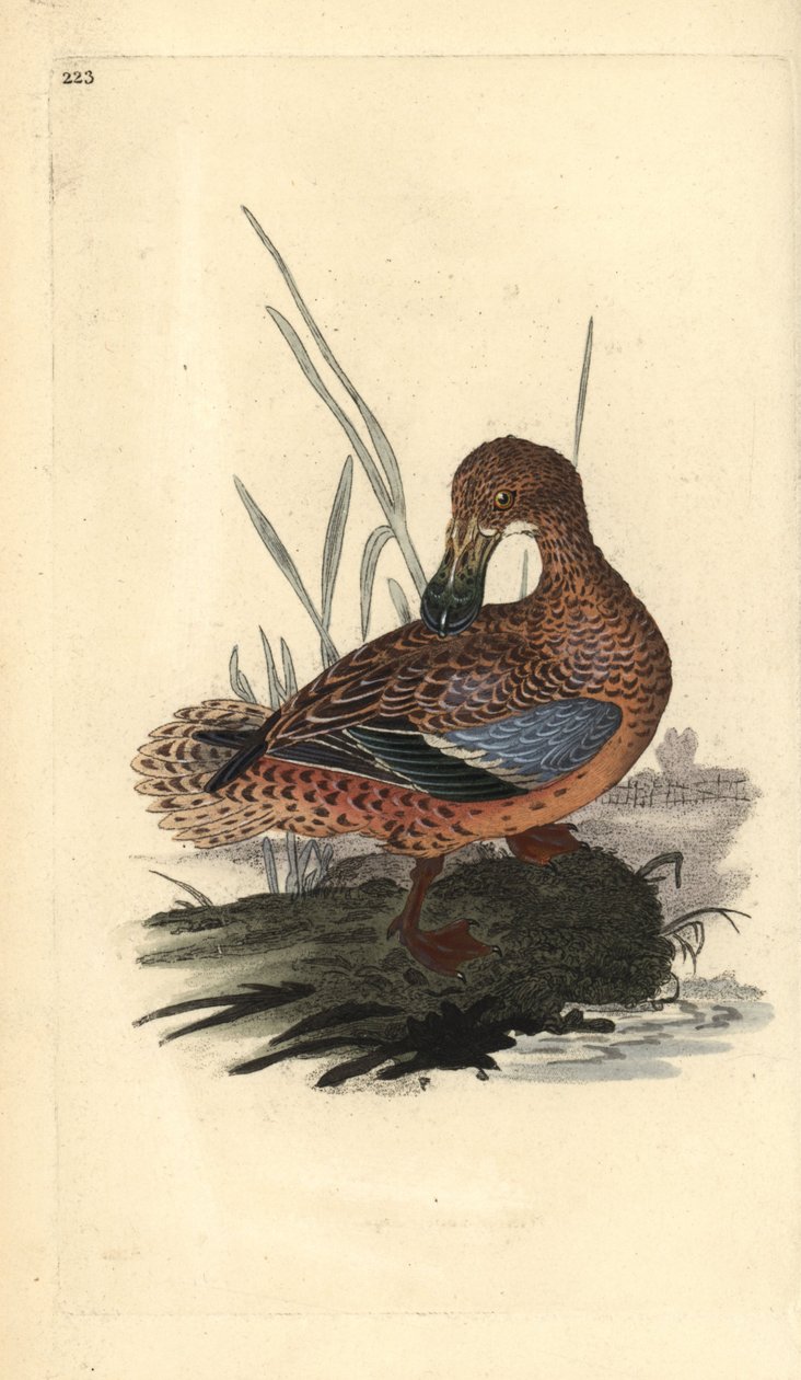 Shoveler and (hun), Anas clypeata. Håndfarvet kobberplade tegnet og graveret af Edward Donovan fra hans egen "Natural History of British Birds," London af Edward Donovan