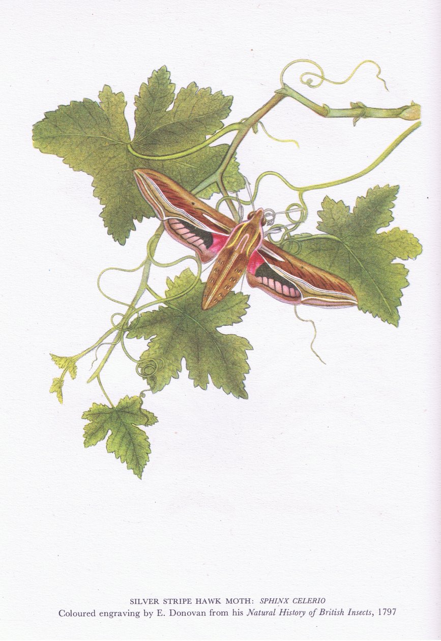 Silver Stripe Hawk Moth, Shinx Celerio, Nature in Britain udgivet af Collins, 1946 af Edward Donovan