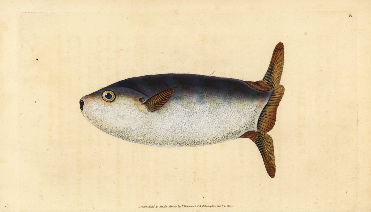 Slank solfisk, Ranzania laevis (Tetrodon truncatus). Håndkoloreret kobberstik tegnet og graveret af Edward Donovan fra hans Natural History of British Fishes, Donovan and F.C. and J. Rivington, London af Edward Donovan