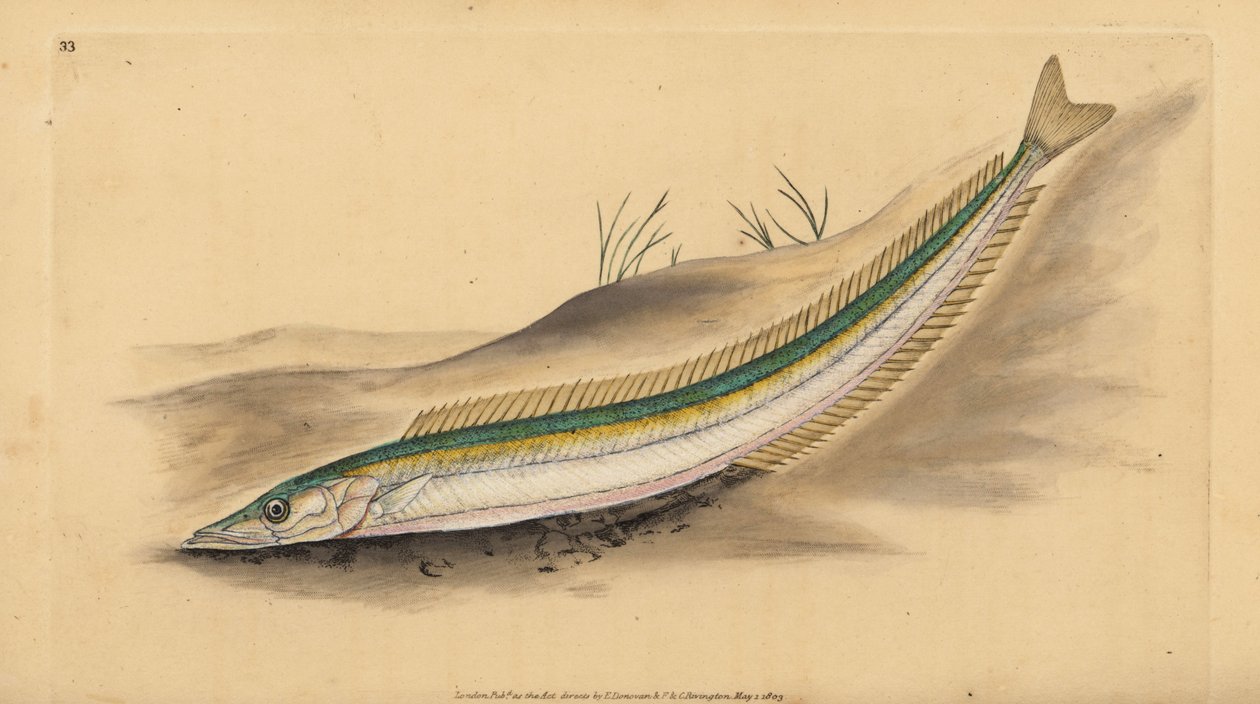Lille tobis, tobis eller tobis, Ammodytes tobianus. Håndfarvet kobberplade tegnet og indgraveret af Edward Donovan fra hans Natural History of British Fishes, Donovan og F.C. og J. Rivington, London af Edward Donovan