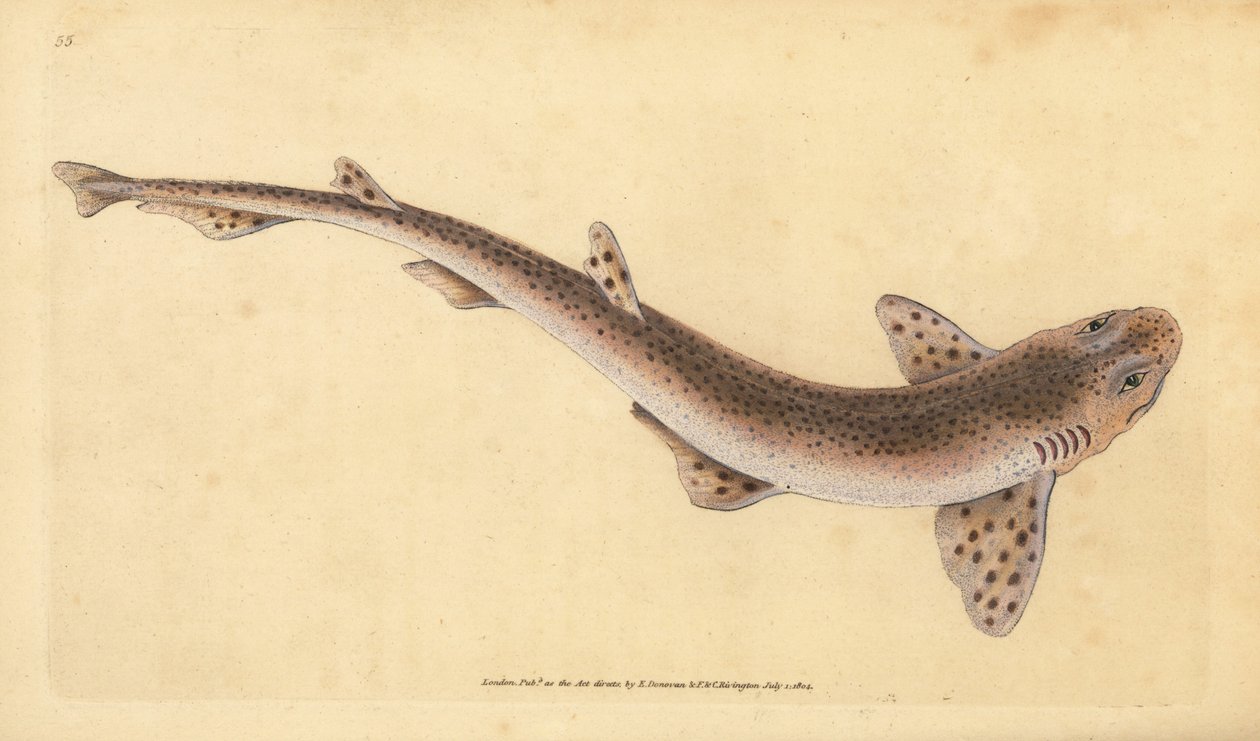 Lille plettet haj, Scyliorhinus canicula (mindre plettet haj, Squalus catulus). Håndfarvet kobberplade tegnet og indgraveret af Edward Donovan fra hans Natural History of British Fishes, Donovan og F.C. og J. Rivington, London af Edward Donovan