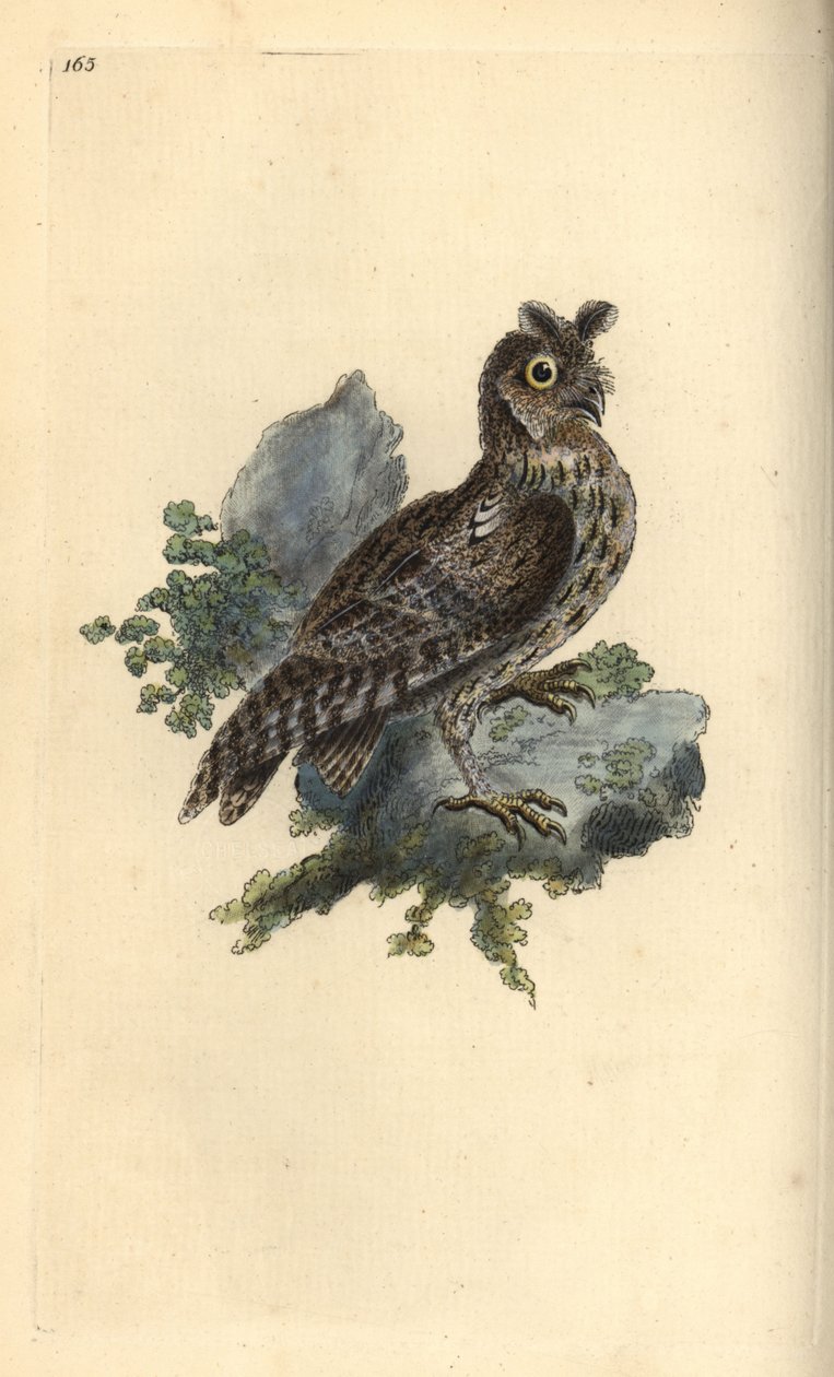 Mindre blyant- eller sibirisk øreugle, Strix pulchella. (Scops ugle, Otus scops?) Håndfarvet kobberplade tegnet og indgraveret af Edward Donovan fra hans egen "Natural History of British Birds," London af Edward Donovan