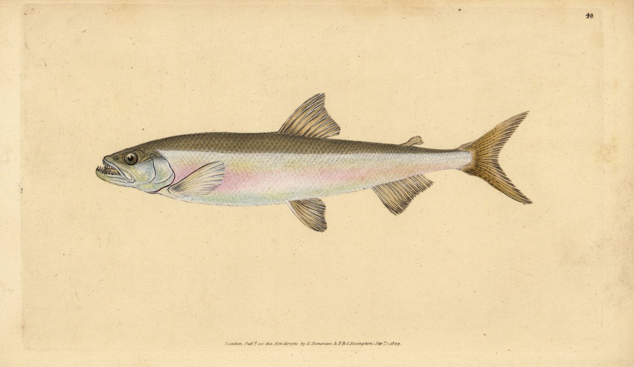 Smelt, Osmerus eperlanus (Salmo eperlanus). Håndkoloreret kobberstik tegnet og graveret af Edward Donovan fra hans Natural History of British Fishes, Donovan and F.C. and J. Rivington, London af Edward Donovan