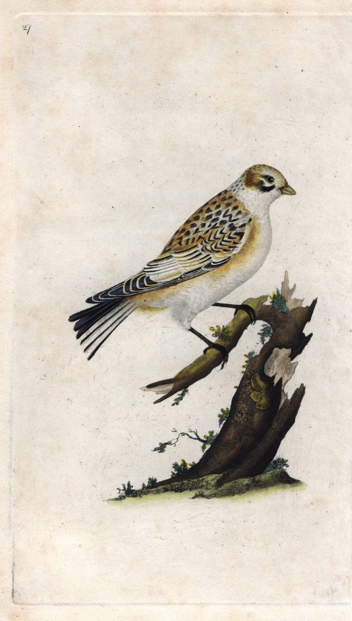 Snespurv. Plectrophenax nivalis (Emberiza nivalis). Kobberstik af Edward Donovan (1768-1837), udgivet i Histoire naturelle des oiseaux britanniques, London af Edward Donovan