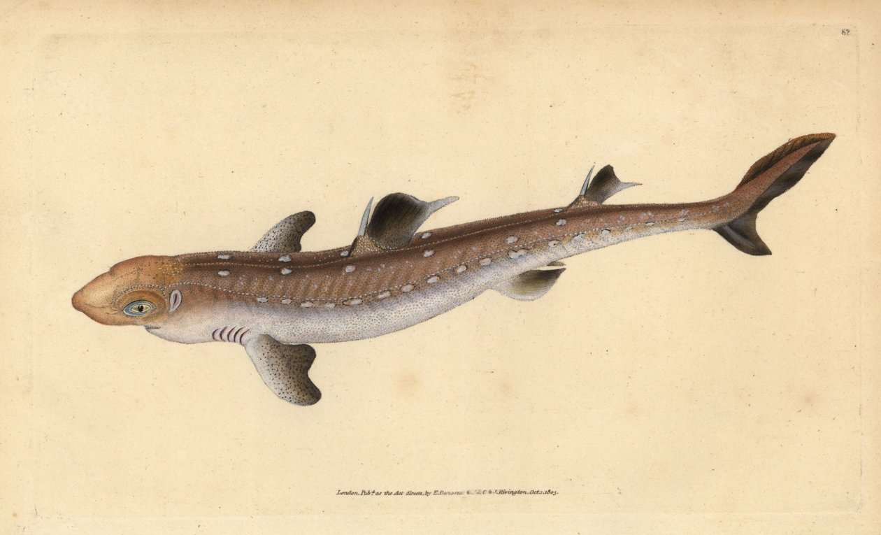 Piggehaj, Squalus acanthias (plukket haj eller hundefisk). Sårbar. Håndfarvet kobberplade tegnet og indgraveret af Edward Donovan fra hans Natural History of British Fishes, Donovan og F.C. og J. Rivington, London af Edward Donovan