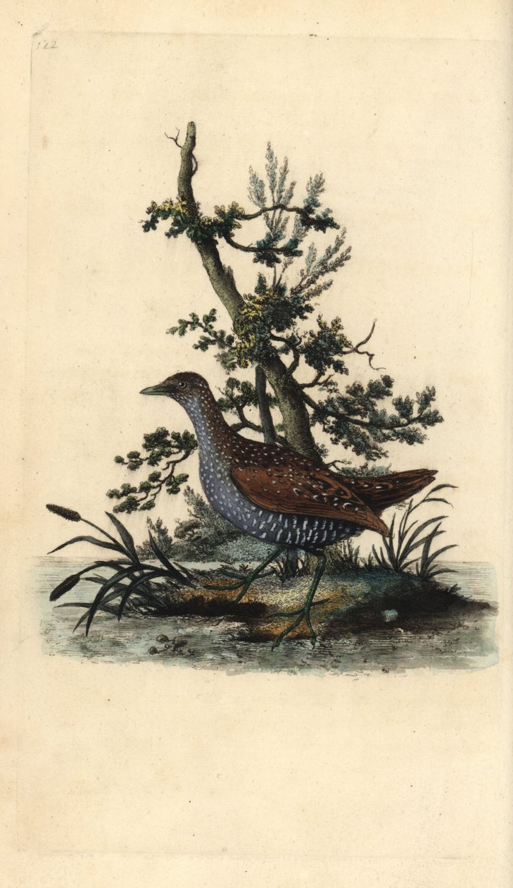 Plettet snavs, Porzana porzana. Håndfarvet kobberplade tegnet og graveret af Edward Donovan fra hans egen "Natural History of British Birds," London af Edward Donovan