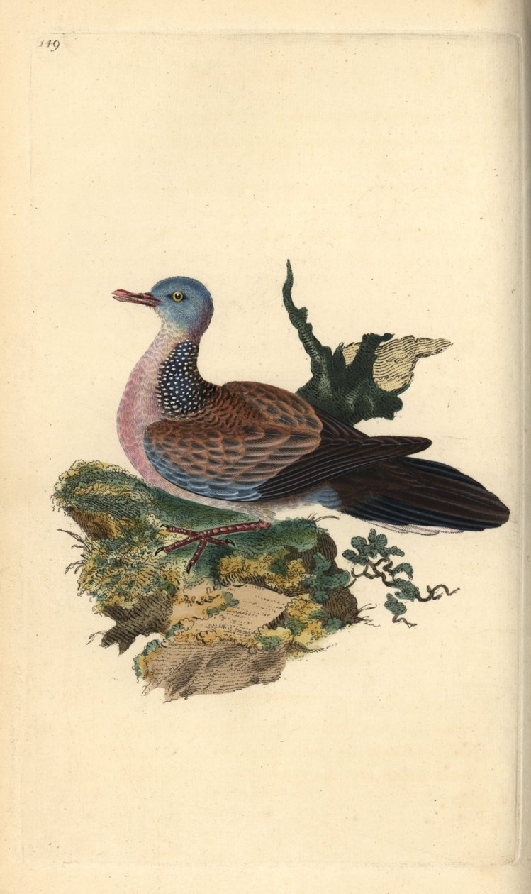 Plettet due eller pancou, Spilopelia chinensis. Håndkoloreret kobberstik tegnet og graveret af Edward Donovan efter hans egen "Natural History of British Birds", London af Edward Donovan