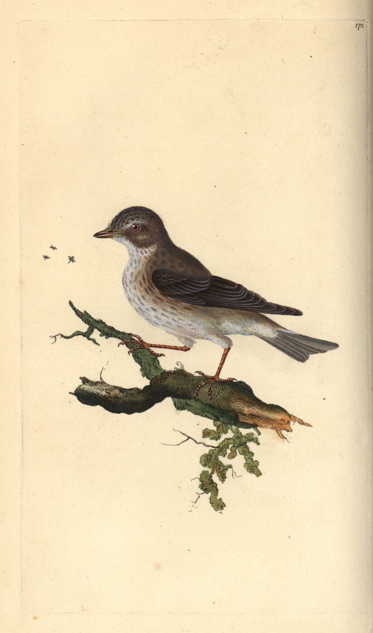 Plettet fluesnapper, Muscicapa striata. Håndkoloreret kobberstik tegnet og graveret af Edward Donovan efter hans egen "Natural History of British Birds", London af Edward Donovan