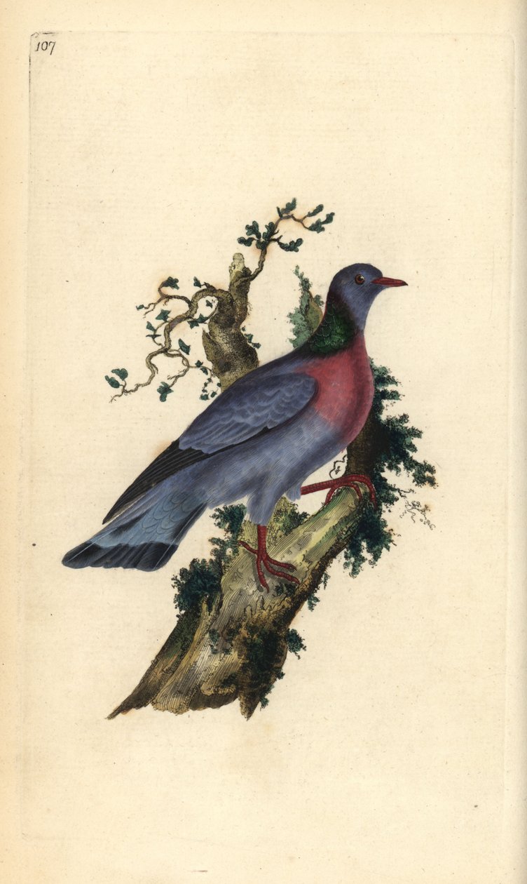 Due, Columba oenas. Håndkoloreret kobberstik tegnet og graveret af Edward Donovan efter hans egen "Natural History of British Birds", London af Edward Donovan