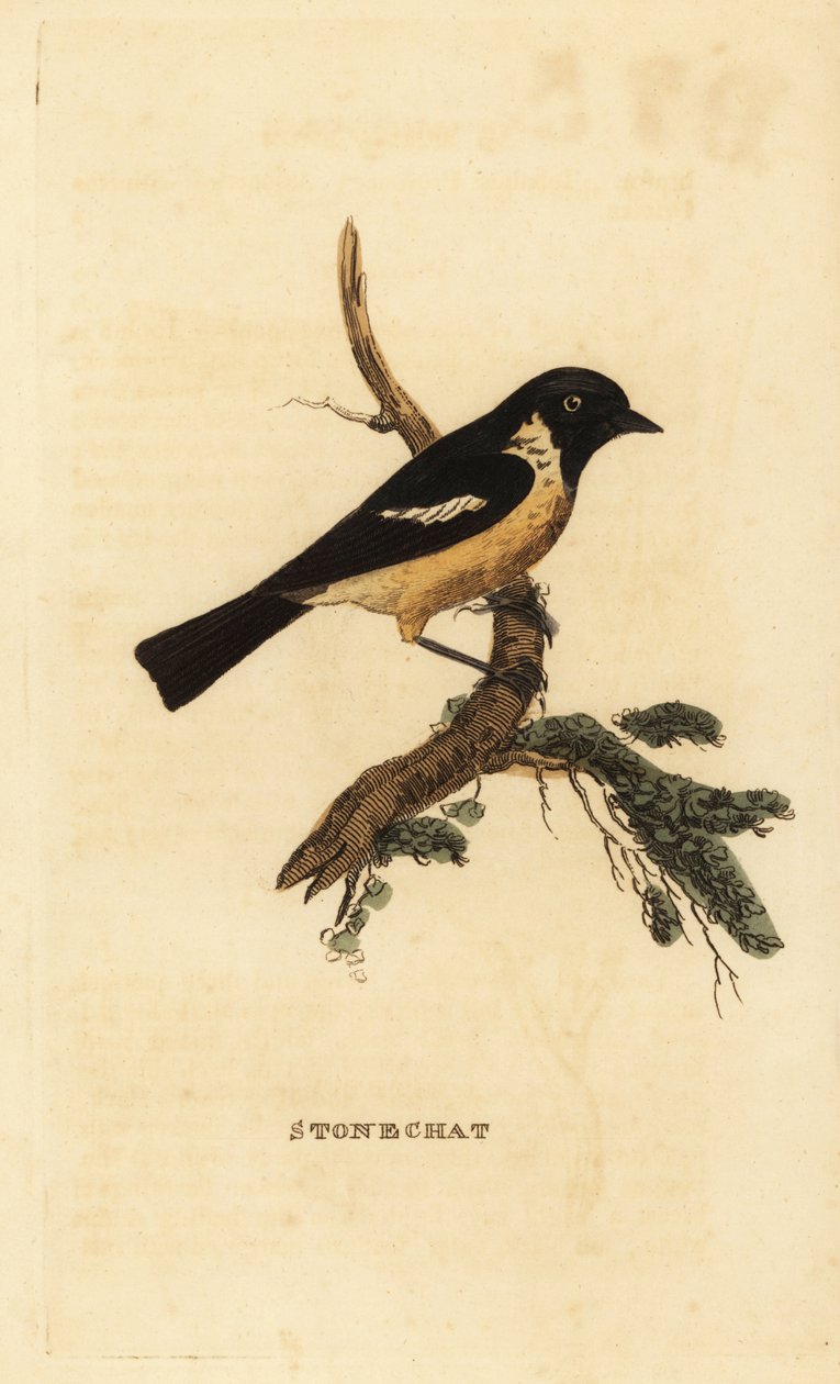 Stonechat, Saxicola rubicola af Edward Donovan