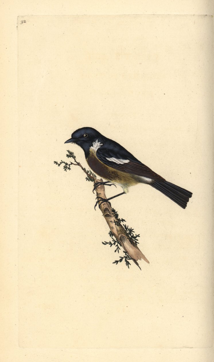 Stonechat, Saxicola rubicola. Håndfarvet kobberplade tegnet og graveret af Edward Donovan fra hans egen "Natural History of British Birds," London af Edward Donovan