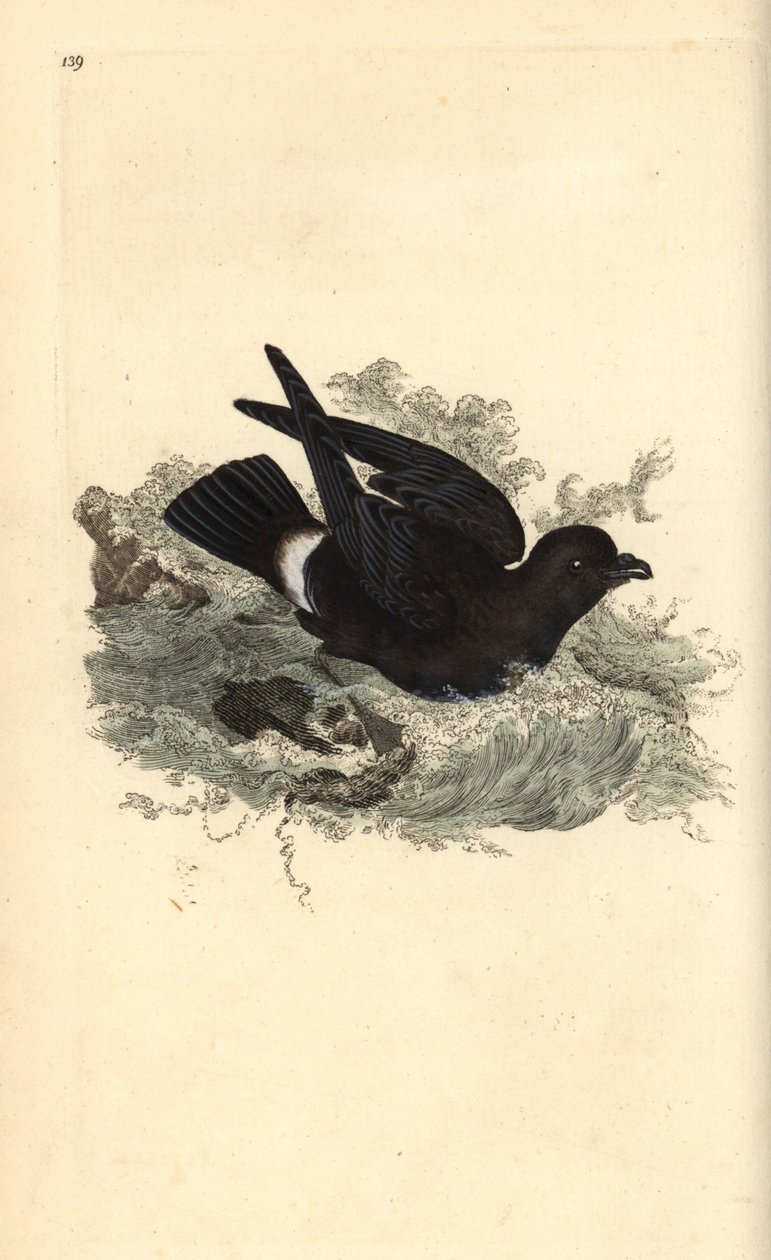 Stormstorm, Hydrobates pelagicus. Håndfarvet kobberplade tegnet og graveret af Edward Donovan fra hans egen "Natural History of British Birds," London af Edward Donovan