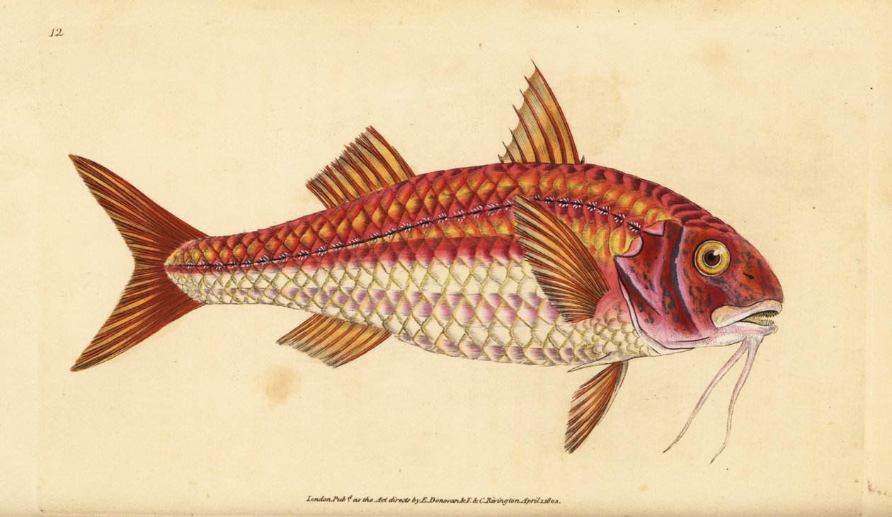 Stribet rød multe, Mullus surmuletus. Håndfarvet kobberplade tegnet og indgraveret af Edward Donovan fra hans Natural History of British Fishes, Donovan og F.C. og J. Rivington, London af Edward Donovan