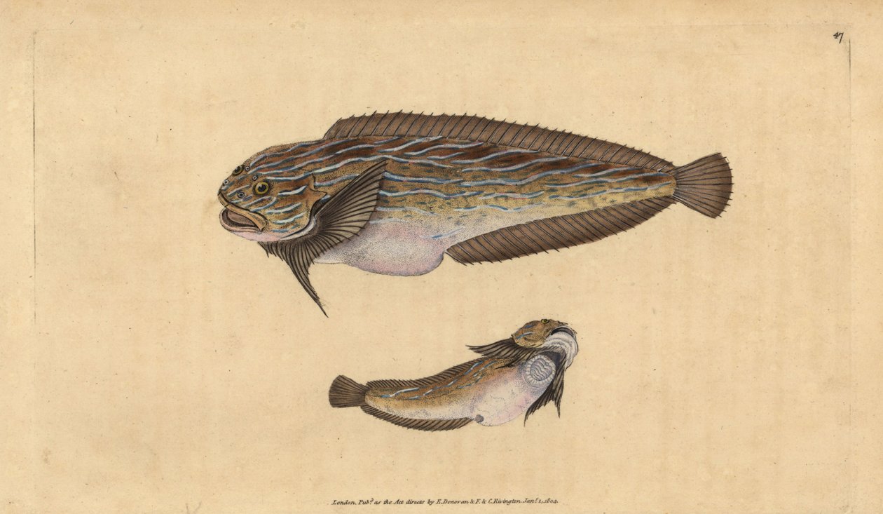 Stribet sønegl, Liparis liparis liparis (Sløvsuger, Cyclopterus liparis). Håndfarvet kobberplade tegnet og indgraveret af Edward Donovan fra hans Natural History of British Fishes, Donovan og F.C. og J. Rivington, London af Edward Donovan