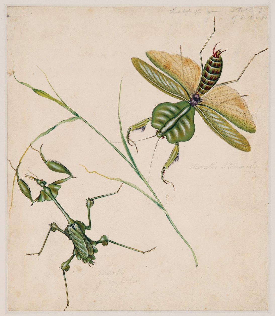 Studier af hvirvelløse dyr, bind II af Edward Donovan