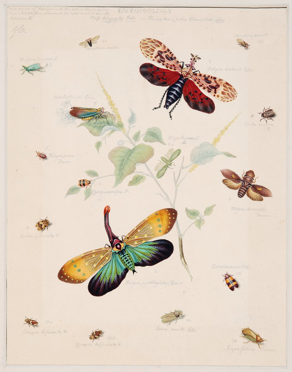 Studier af hvirvelløse dyr, bind II af Edward Donovan