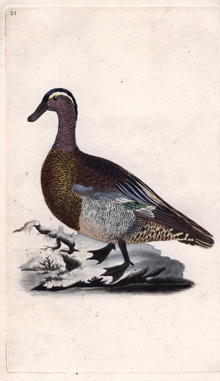 Sommer krikand. Anas querquedula. Kobberstik af Edward Donovan (1768-1837), udgivet i Natural History of British Birds, London af Edward Donovan