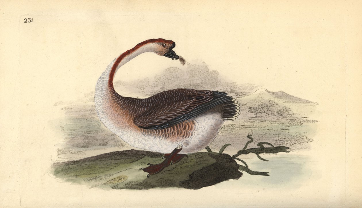 Svanegås, Anser cygnoides, sårbar. Håndfarvet kobberplade tegnet og graveret af Edward Donovan fra hans egen "Natural History of British Birds," London af Edward Donovan
