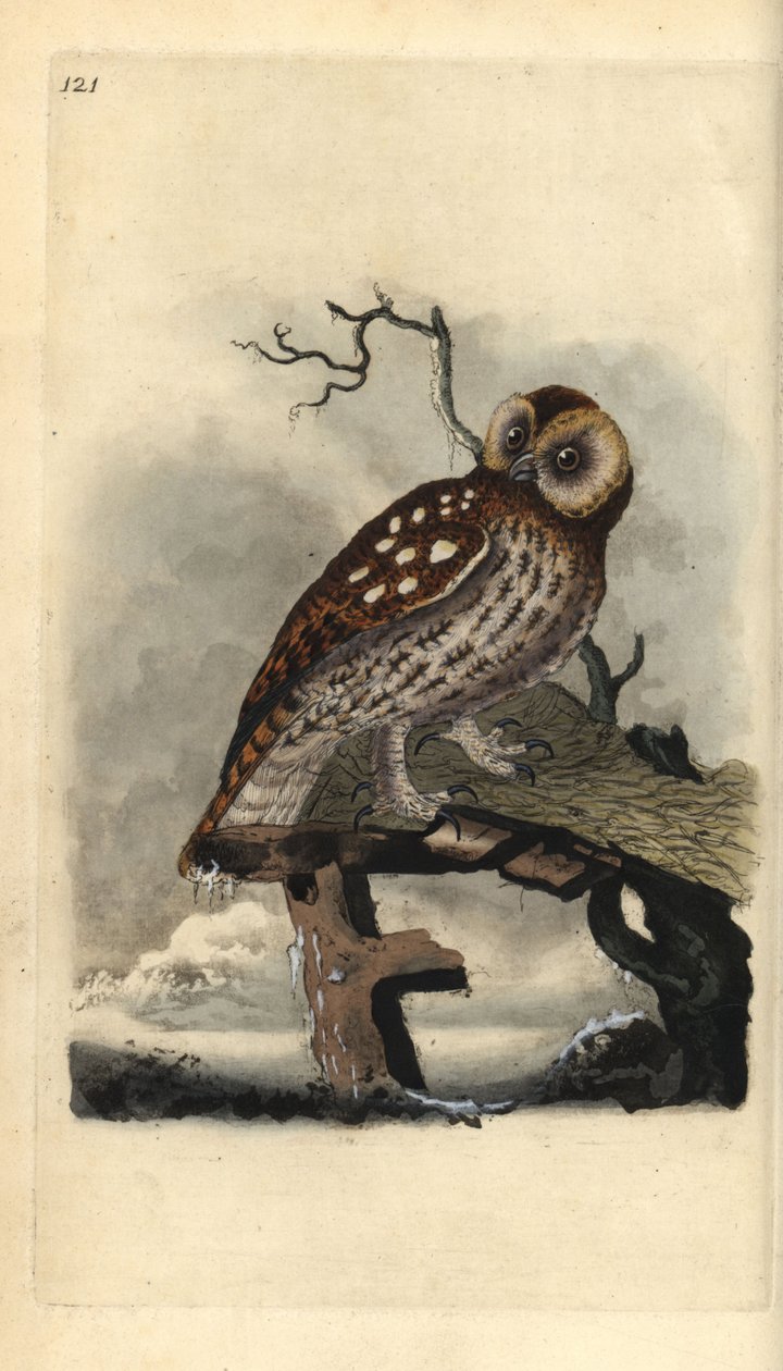 Solugle, Strix aluco. Håndfarvet kobberplade tegnet og graveret af Edward Donovan fra hans egen "Natural History of British Birds," London af Edward Donovan