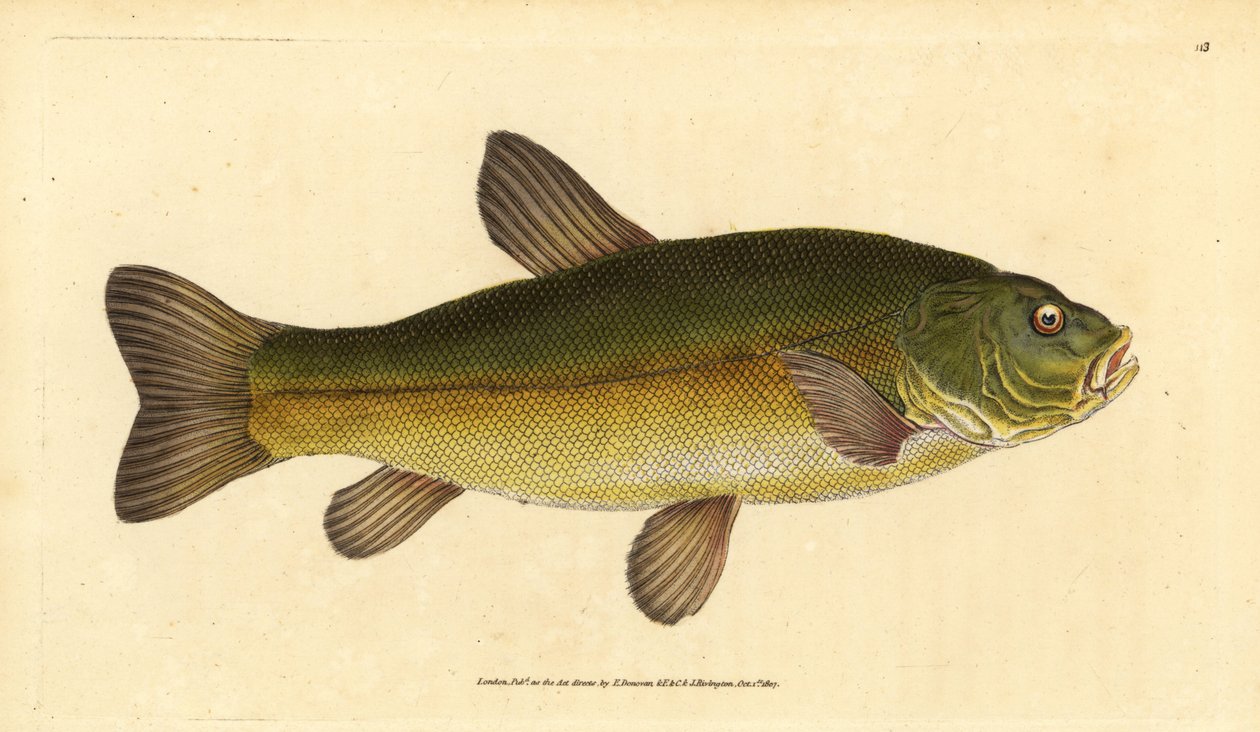 Suder, Tinca tinca (Cyprinus tinca). Håndfarvet kobberplade tegnet og indgraveret af Edward Donovan fra hans Natural History of British Fishes, Donovan og F.C. og J. Rivington, London af Edward Donovan
