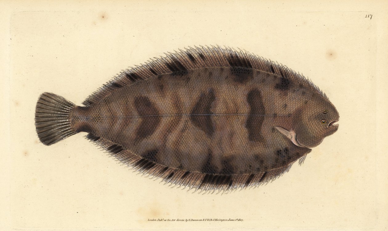 Tyksål, Microchirus variegatus (broget sål, Pleuronectes variegatus). Håndfarvet kobberplade tegnet og indgraveret af Edward Donovan fra hans Natural History of British Fishes, Donovan og F.C. og J. Rivington, London af Edward Donovan